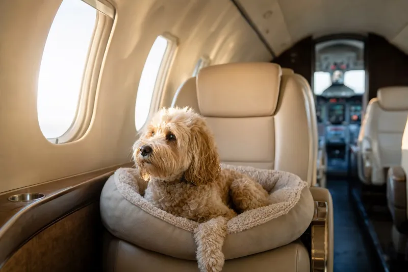 Business jet (file photo)